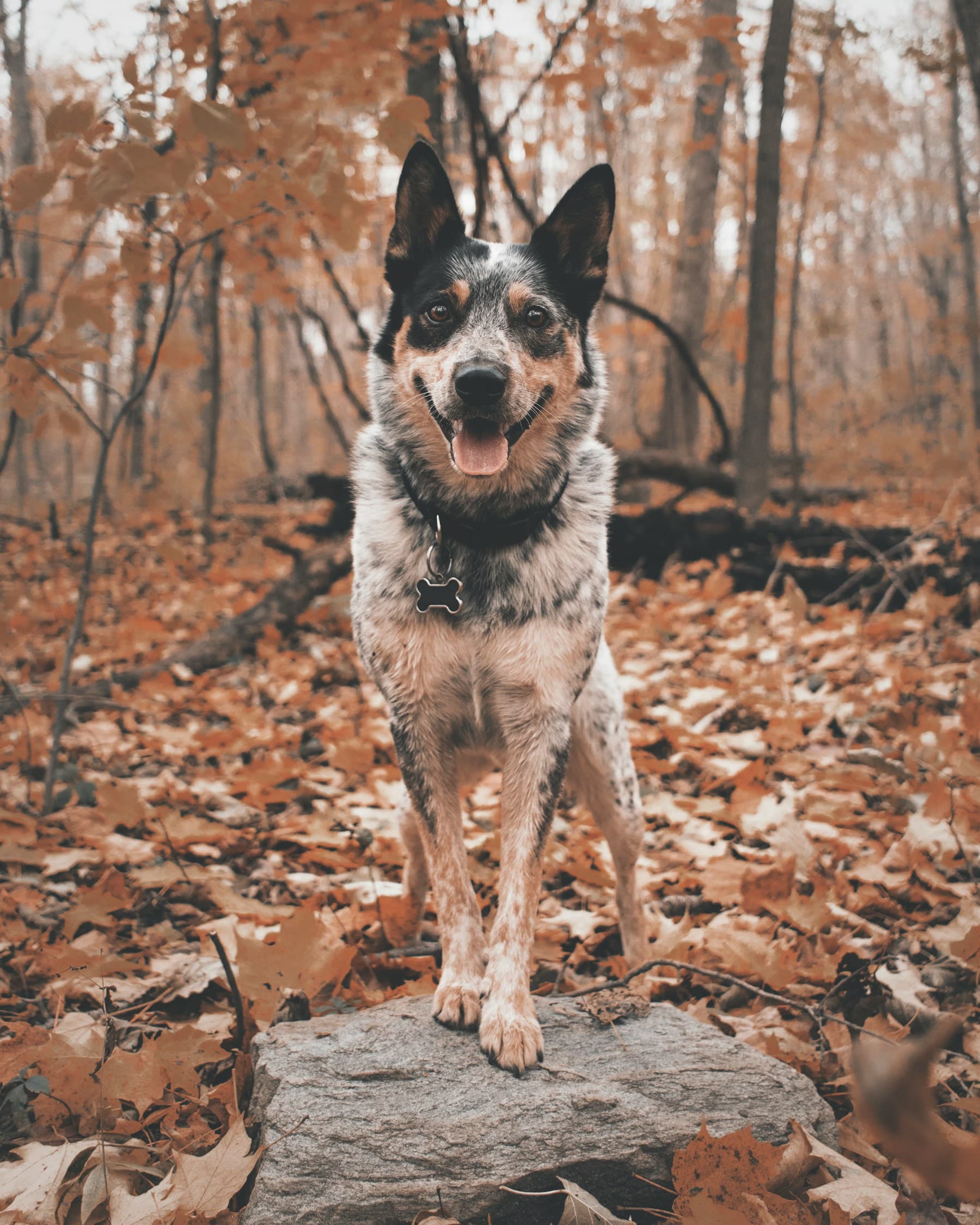 Adult Blue Heeler standing on rock
