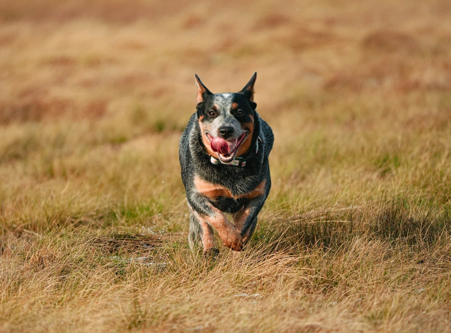 Blue Heeler at full speed across a field